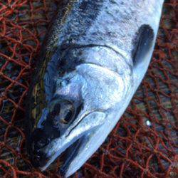 フィッシング サンクチュアリ 釣果