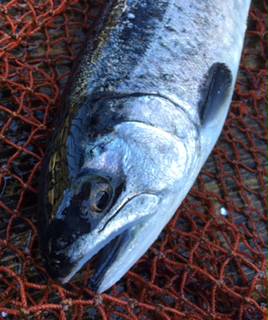 フィッシング サンクチュアリ 釣果