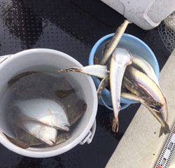 Ｒｕｓｈ（ラッシュ） 釣果