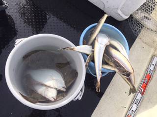 Ｒｕｓｈ（ラッシュ） 釣果