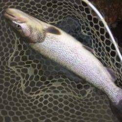 フィッシング サンクチュアリ 釣果