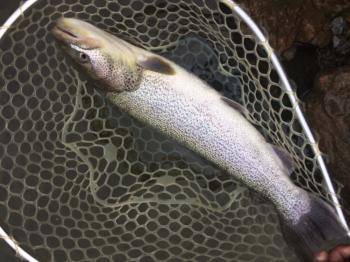 フィッシング サンクチュアリ 釣果