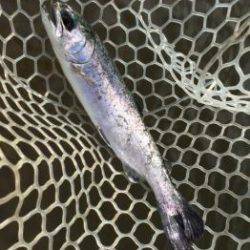 フィッシング サンクチュアリ 釣果