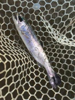 フィッシング サンクチュアリ 釣果