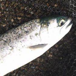 フィッシング サンクチュアリ 釣果