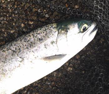 フィッシング サンクチュアリ 釣果