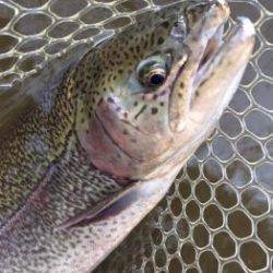 フィッシング サンクチュアリ 釣果