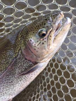 フィッシング サンクチュアリ 釣果