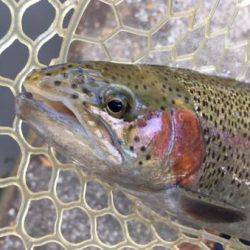 フィッシング サンクチュアリ 釣果