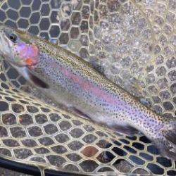 フィッシング サンクチュアリ 釣果