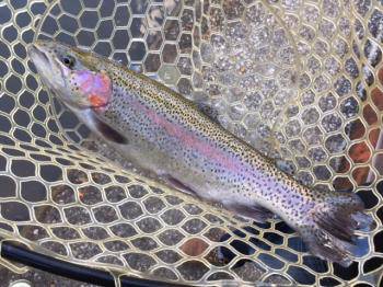 フィッシング サンクチュアリ 釣果