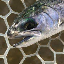 フィッシング サンクチュアリ 釣果