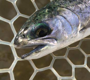 フィッシング サンクチュアリ 釣果