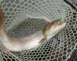 フィッシング サンクチュアリ 釣果