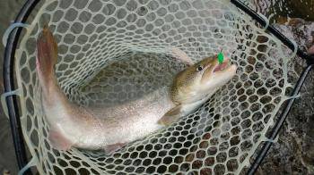 フィッシング サンクチュアリ 釣果