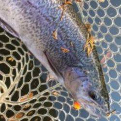 フィッシング サンクチュアリ 釣果