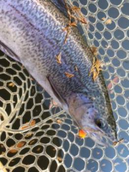 フィッシング サンクチュアリ 釣果