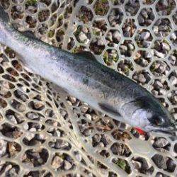 フィッシング サンクチュアリ 釣果