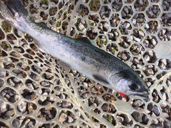 フィッシング サンクチュアリ 釣果