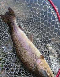 フィッシング サンクチュアリ 釣果