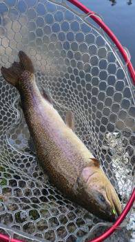 フィッシング サンクチュアリ 釣果