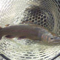 フィッシング サンクチュアリ 釣果