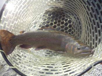 フィッシング サンクチュアリ 釣果