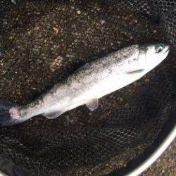 フィッシング サンクチュアリ 釣果