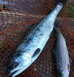 フィッシング サンクチュアリ 釣果