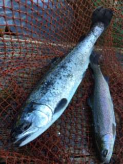 フィッシング サンクチュアリ 釣果