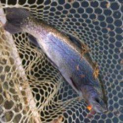 フィッシング サンクチュアリ 釣果