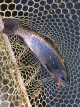 フィッシング サンクチュアリ 釣果