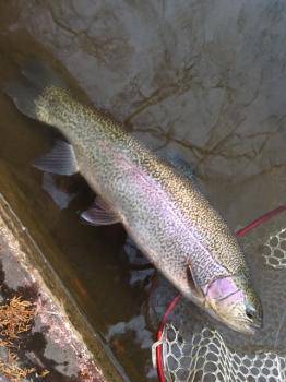 フィッシング サンクチュアリ 釣果