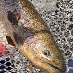 フィッシング サンクチュアリ 釣果