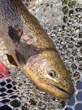 フィッシング サンクチュアリ 釣果