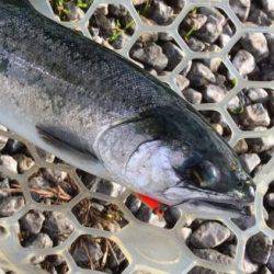 フィッシング サンクチュアリ 釣果