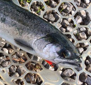 フィッシング サンクチュアリ 釣果