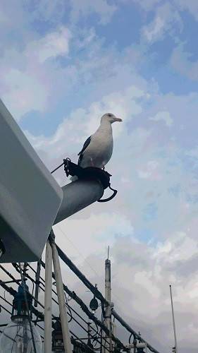 小樽港遊漁船SHAKE 釣果