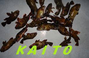 CLUB KAITO 釣果