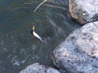 白州トラウトフィッシングエリア　シルフ 釣…