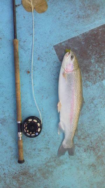 としまえんフィッシングエリア 釣果