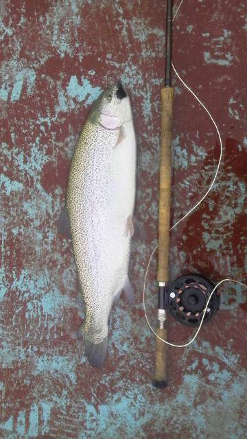 としまえんフィッシングエリア 釣果