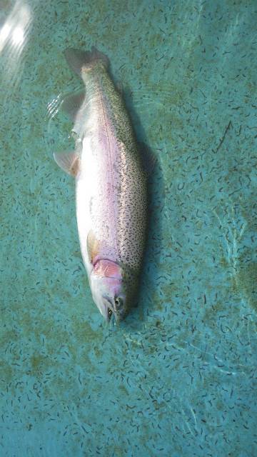 としまえんフィッシングエリア 釣果