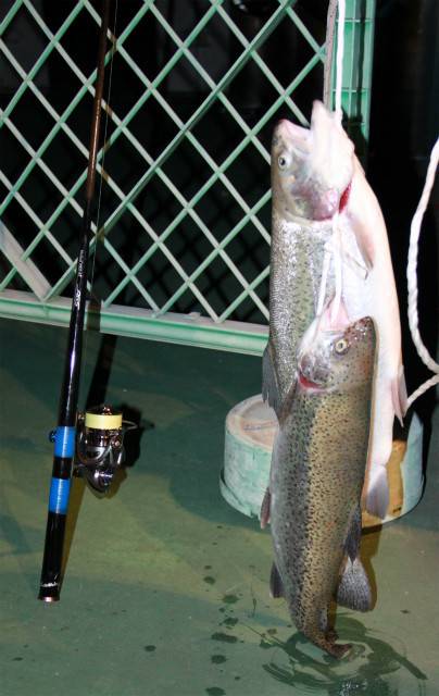 としまえんフィッシングエリア 釣果