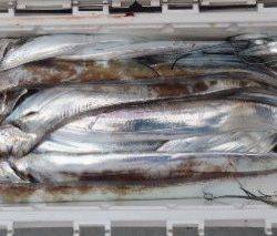 フィッシング　キッタカ 釣果