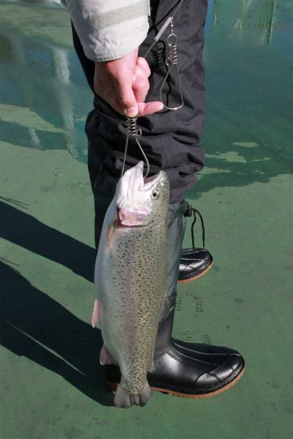 としまえんフィッシングエリア 釣果