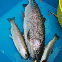 としまえんフィッシングエリア 釣果