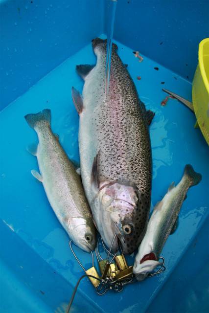 としまえんフィッシングエリア 釣果