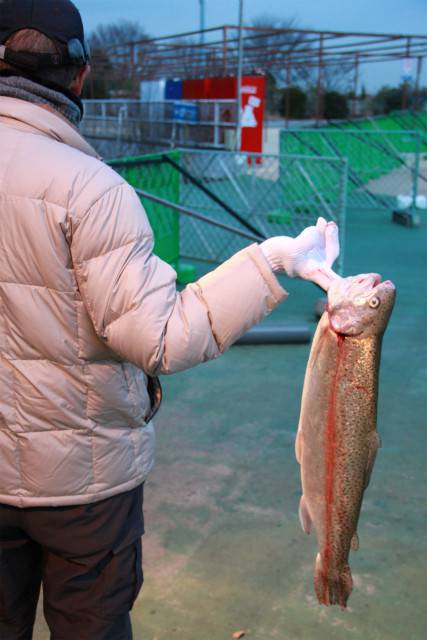 としまえんフィッシングエリア 釣果