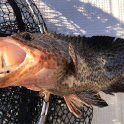 龍神丸(鹿児島) 釣果